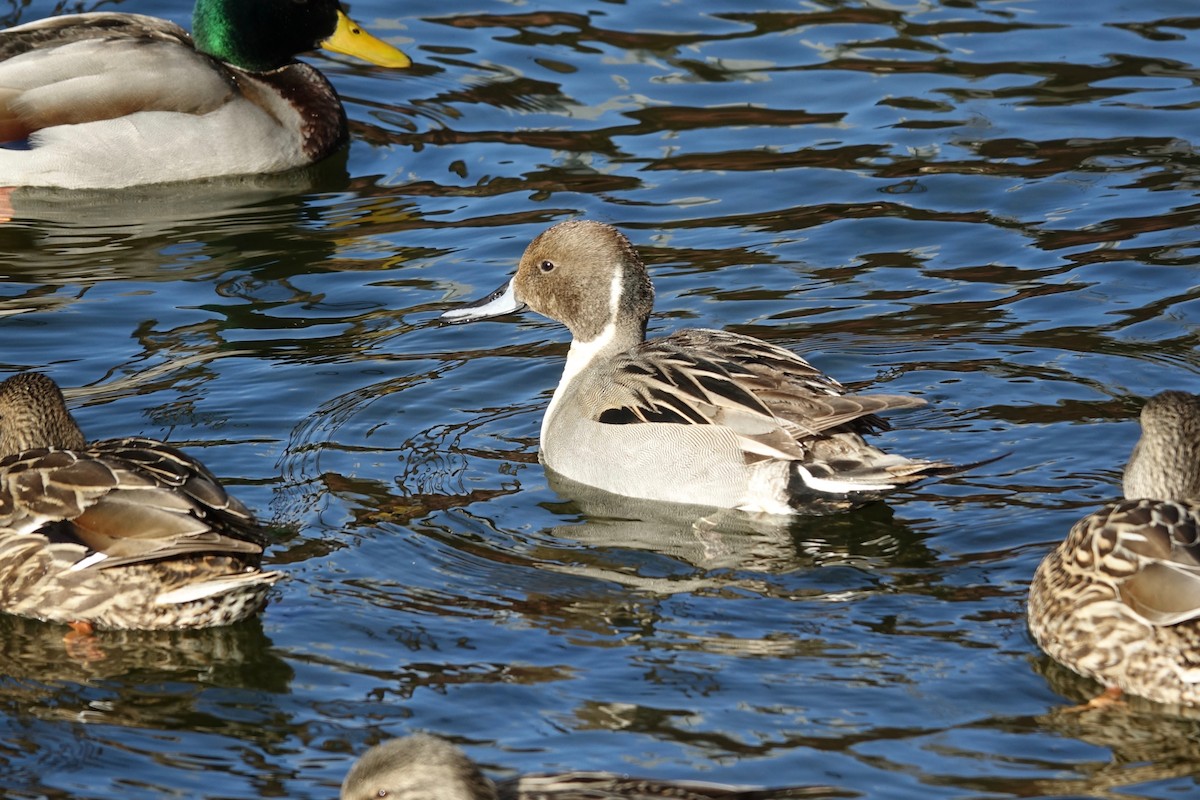 Northern Pintail - ML629145905