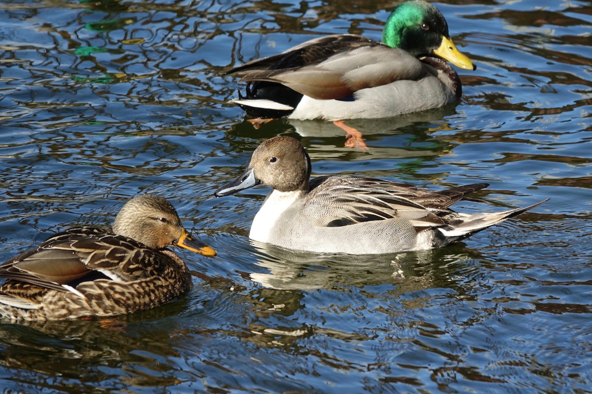 Northern Pintail - ML629145924