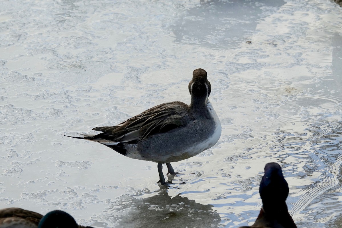 Northern Pintail - ML629146040