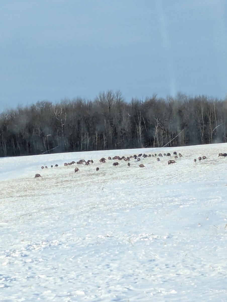 Wild Turkey - ML629146065