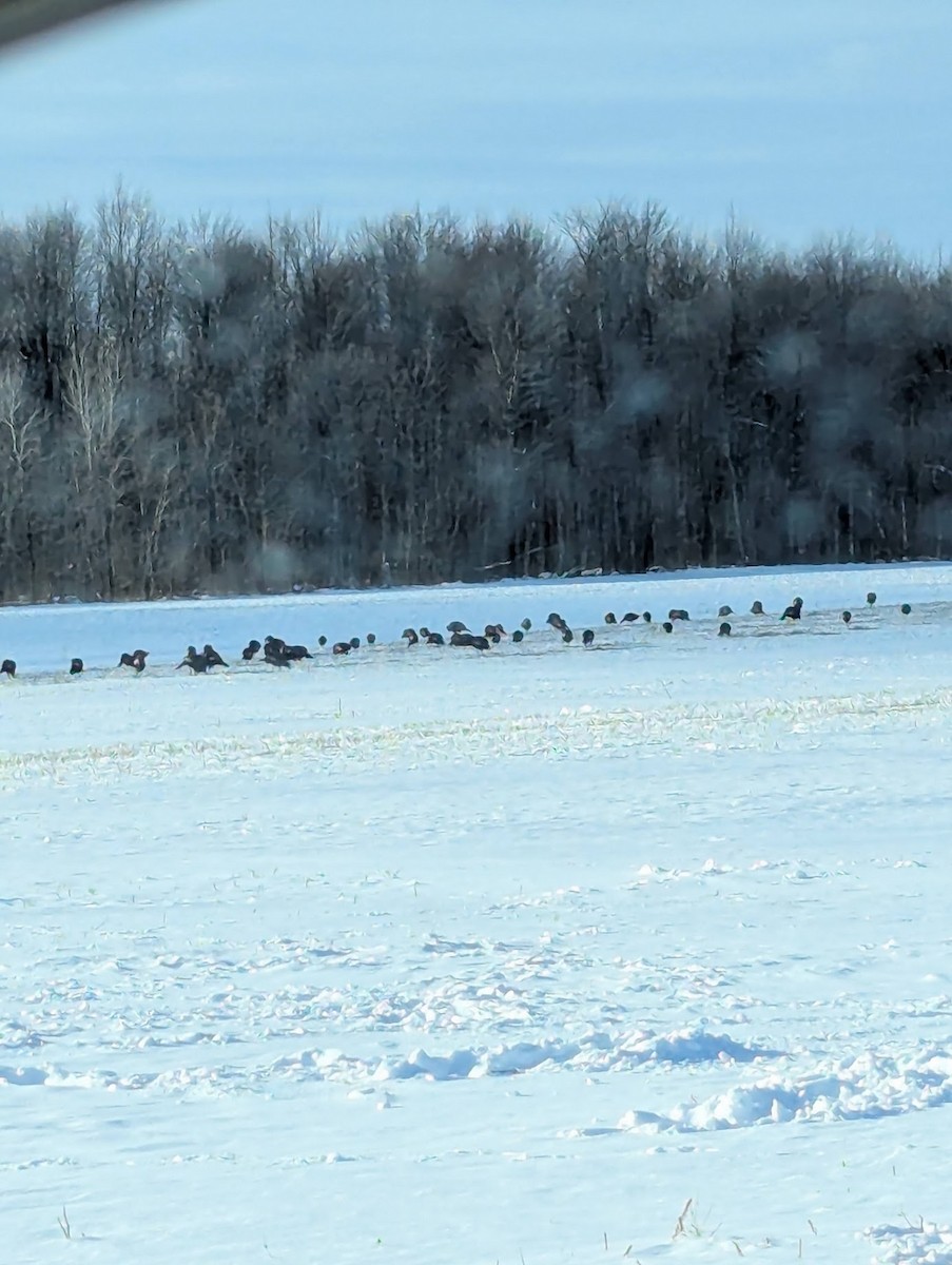 Wild Turkey - ML629146066