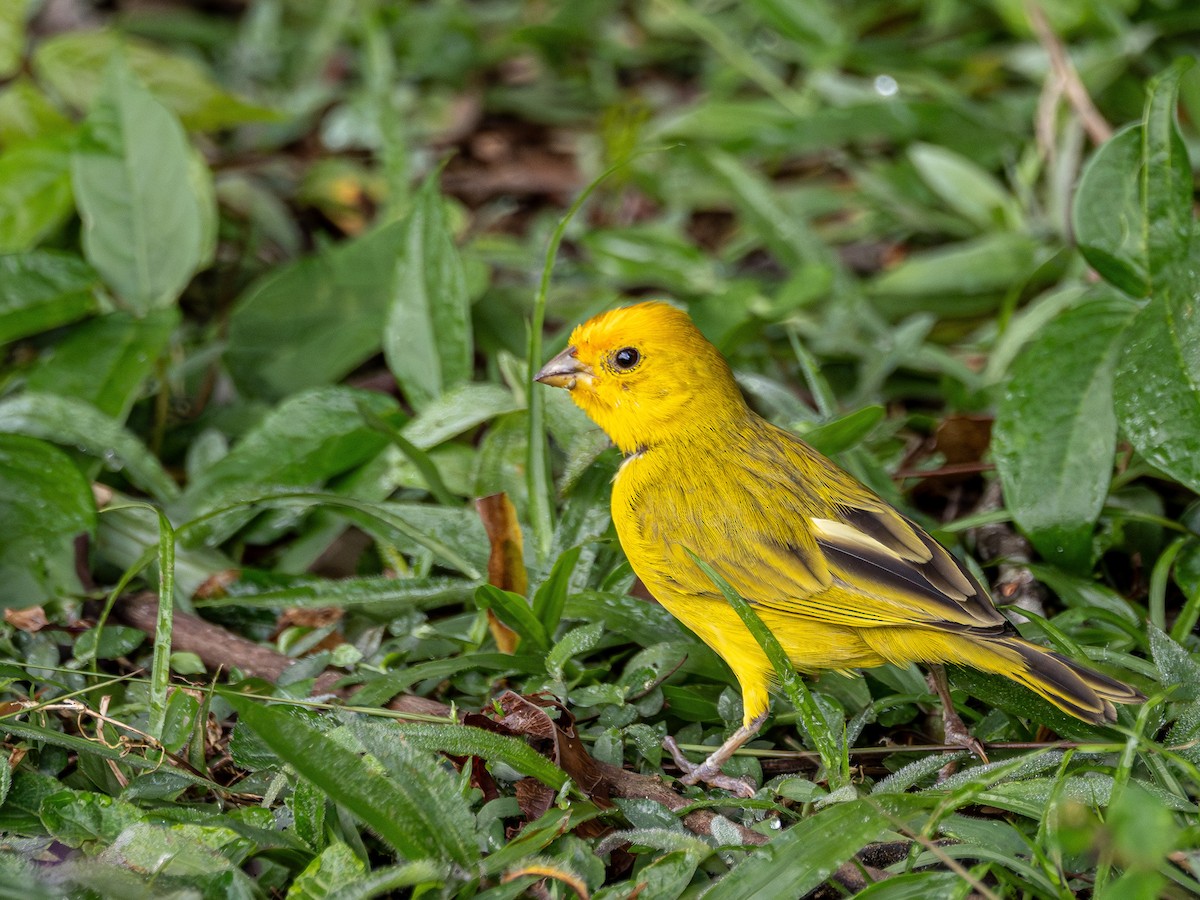 Saffron Finch - ML629146139