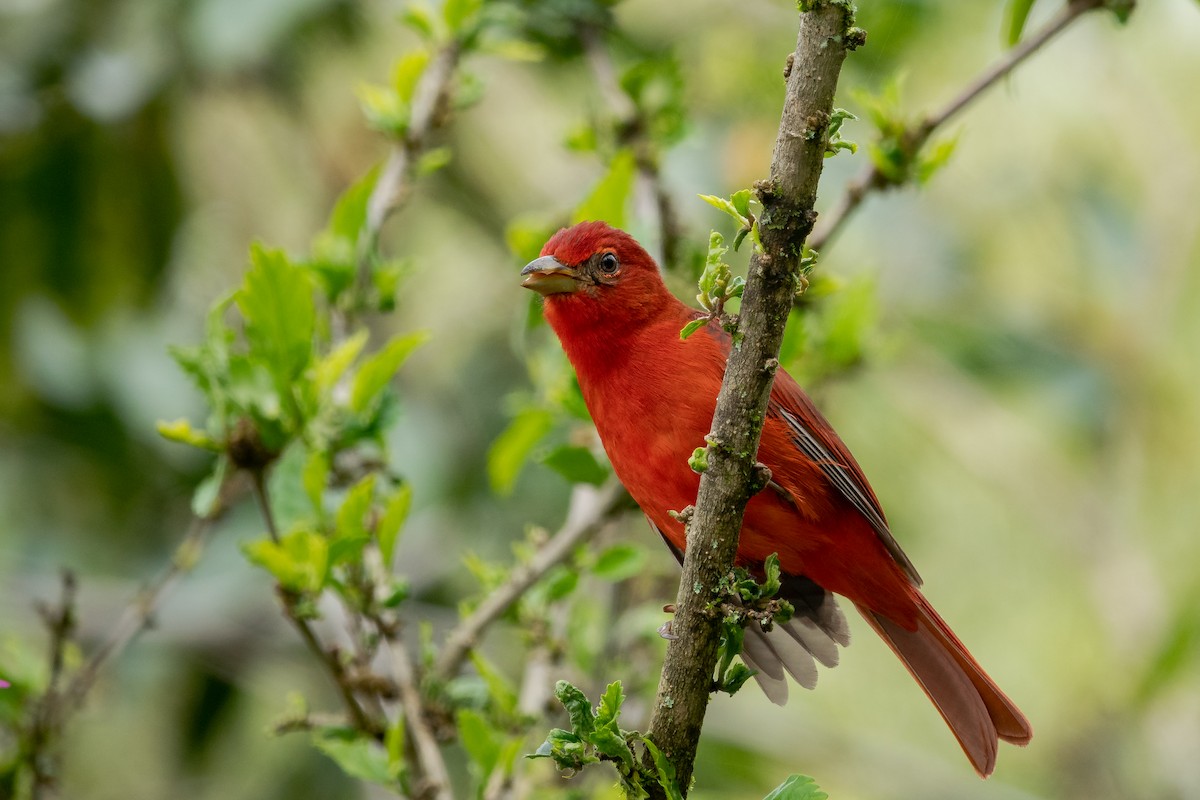 Hepatic Tanager - ML629146209