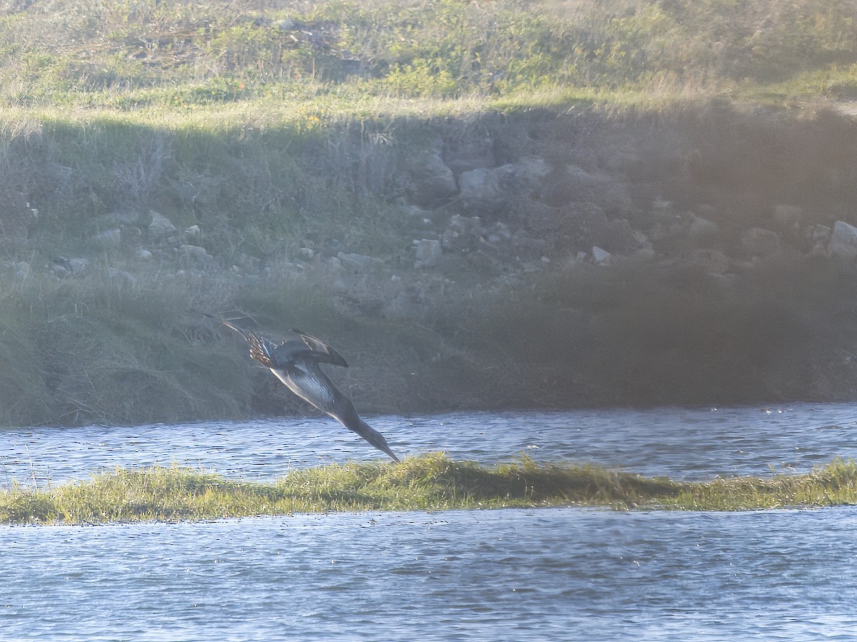 Northern Gannet - ML629147393