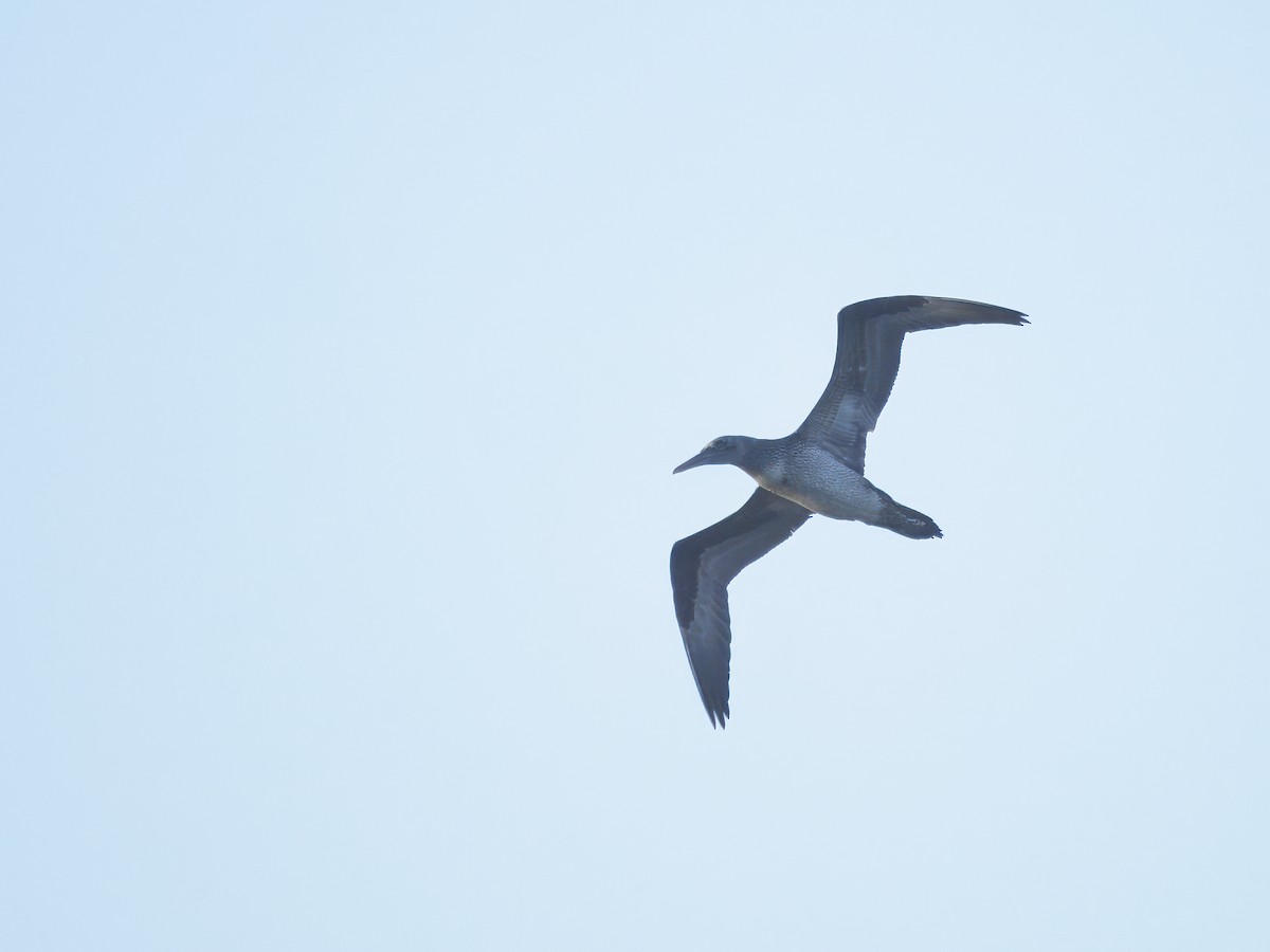 Northern Gannet - ML629147398