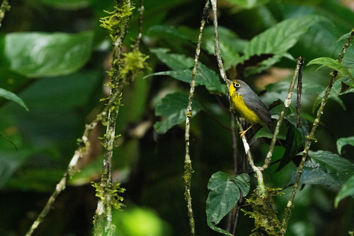 Canada Warbler - ML629147399