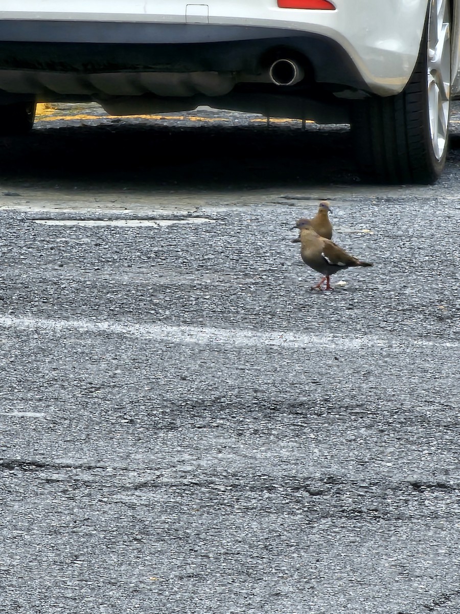 White-winged Dove - ML629147603