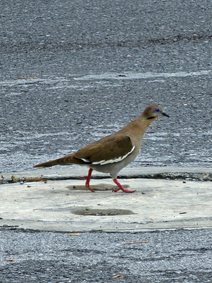 White-winged Dove - ML629147604