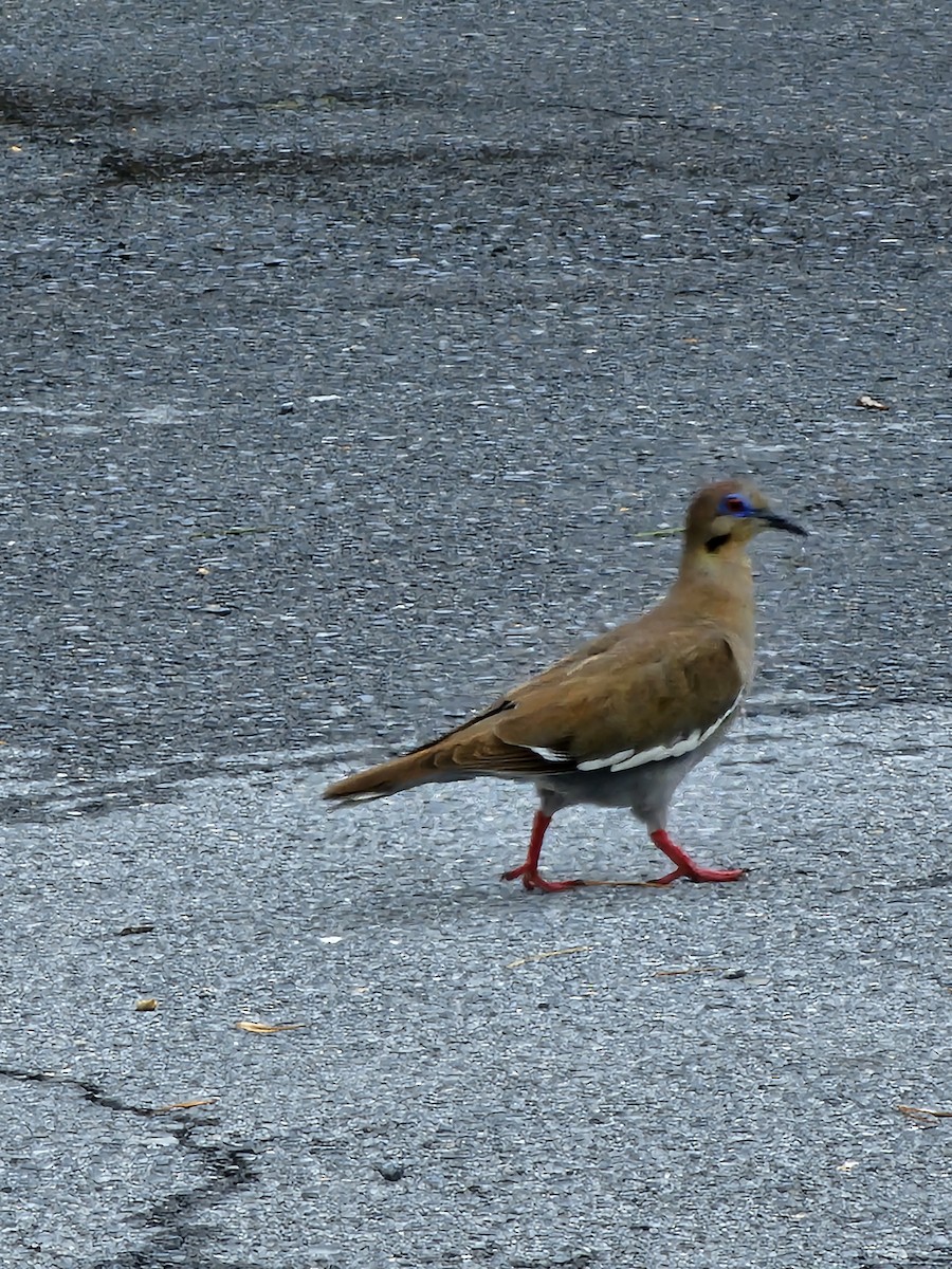 White-winged Dove - ML629147605