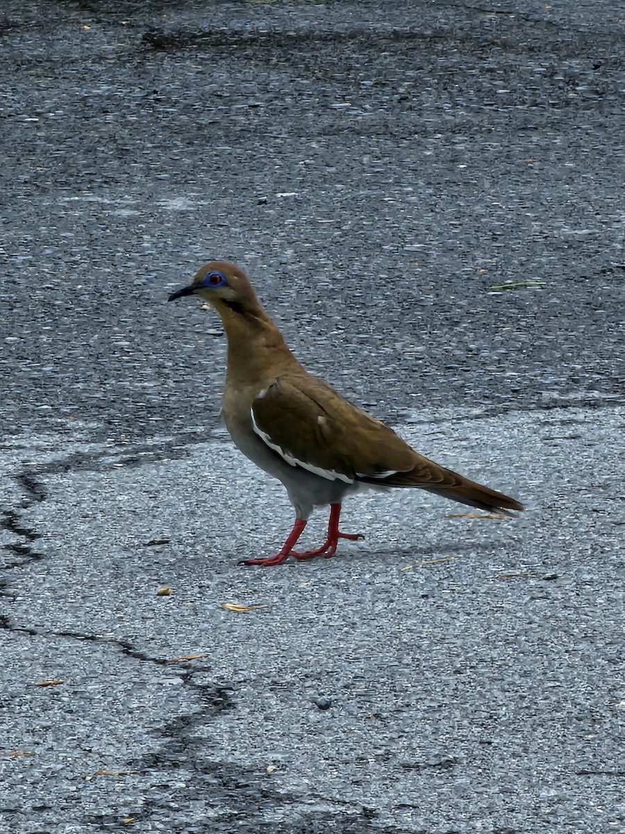 White-winged Dove - ML629147606