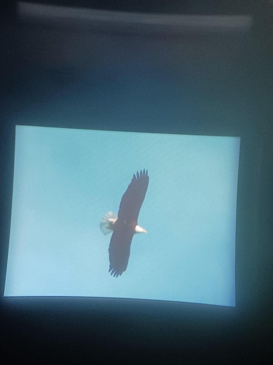 Bald Eagle - ML629147714