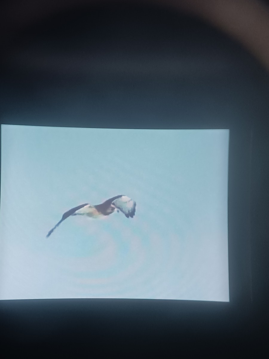 Red-tailed Hawk - ML629147726