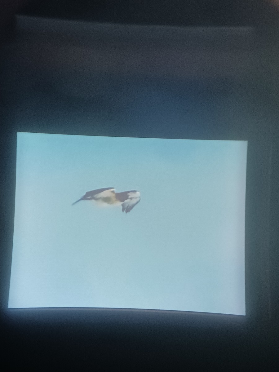 Red-tailed Hawk - ML629147731