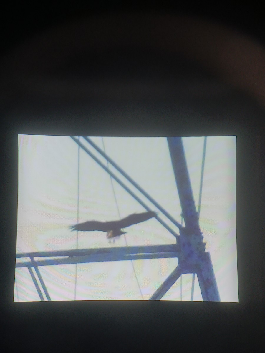 Red-tailed Hawk - ML629147739