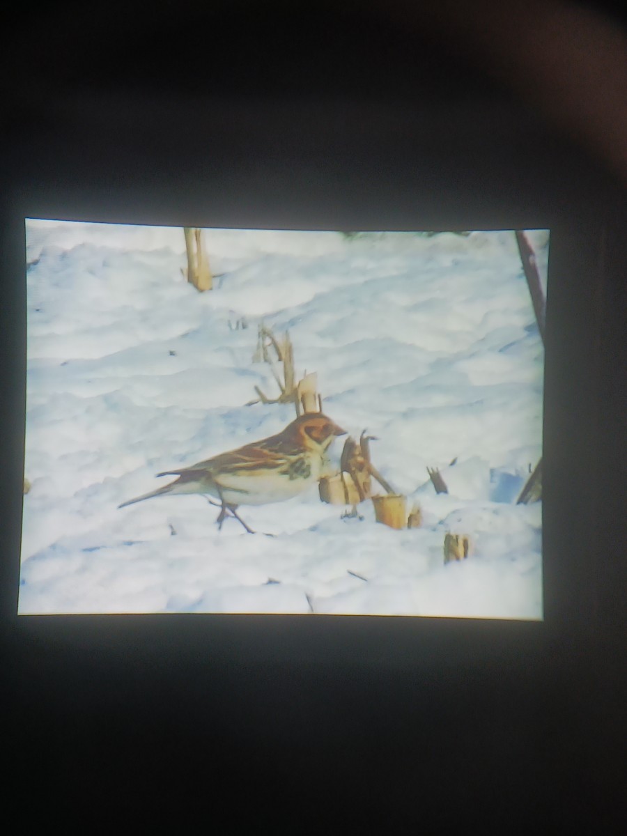 Lapland Longspur - ML629147760