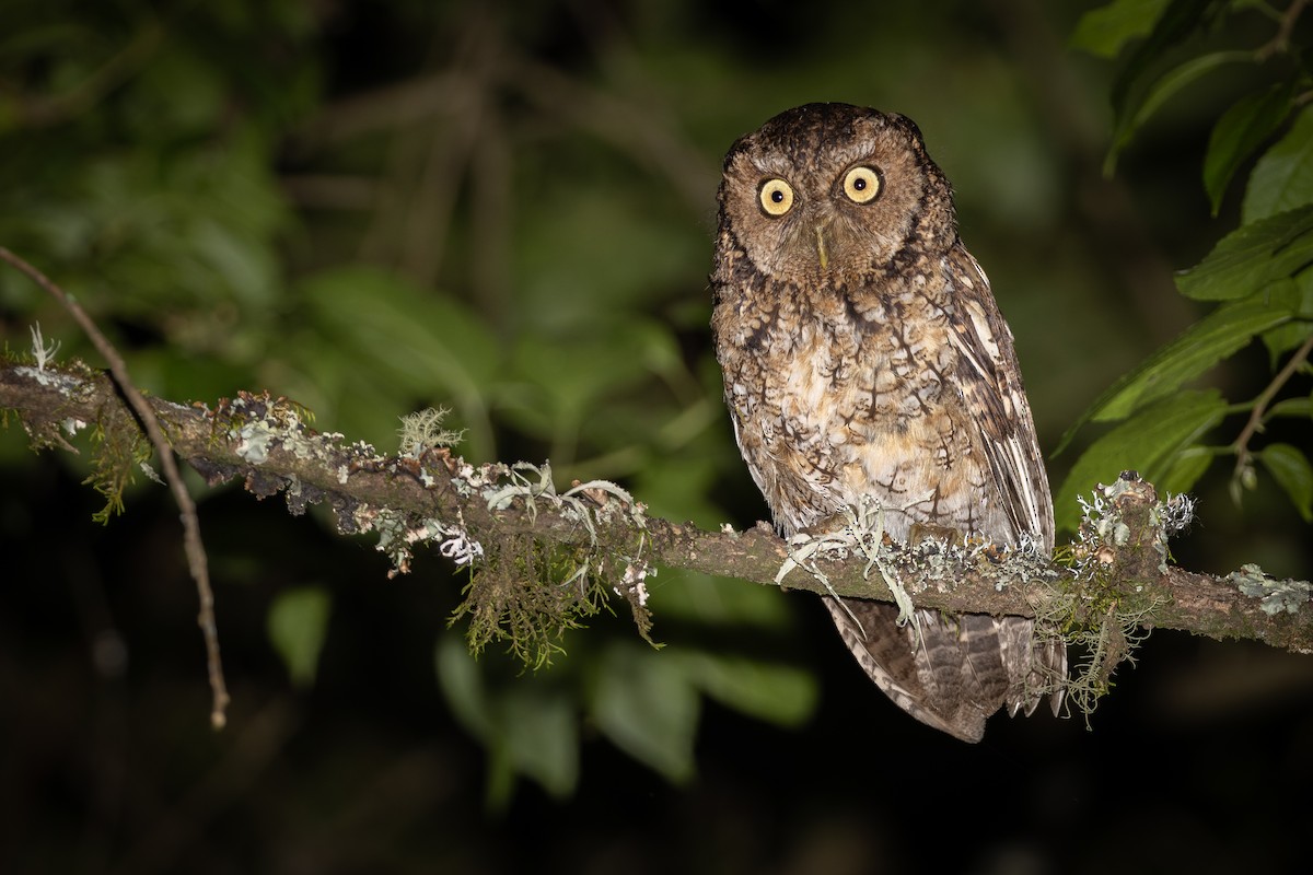 Montane Forest Screech-Owl - ML629148006