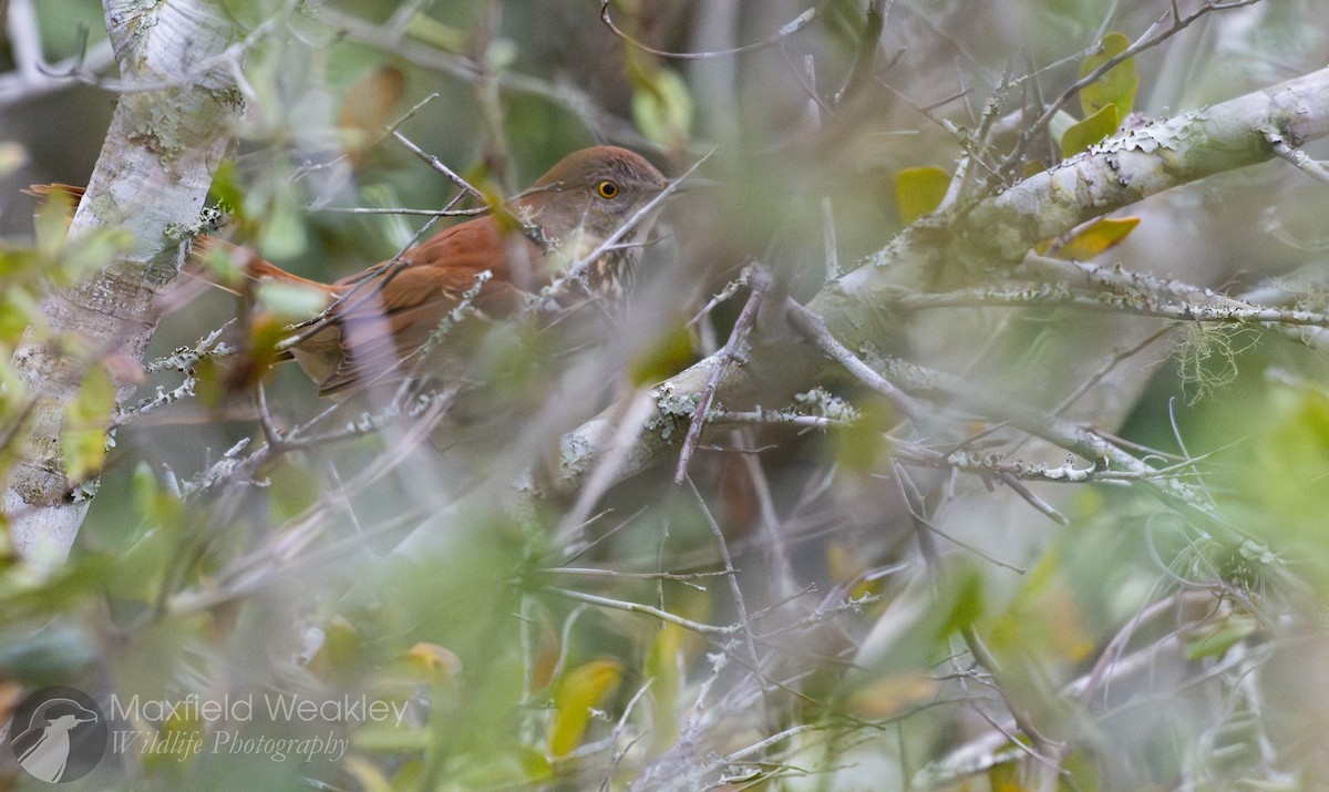 Brown Thrasher - ML629148244