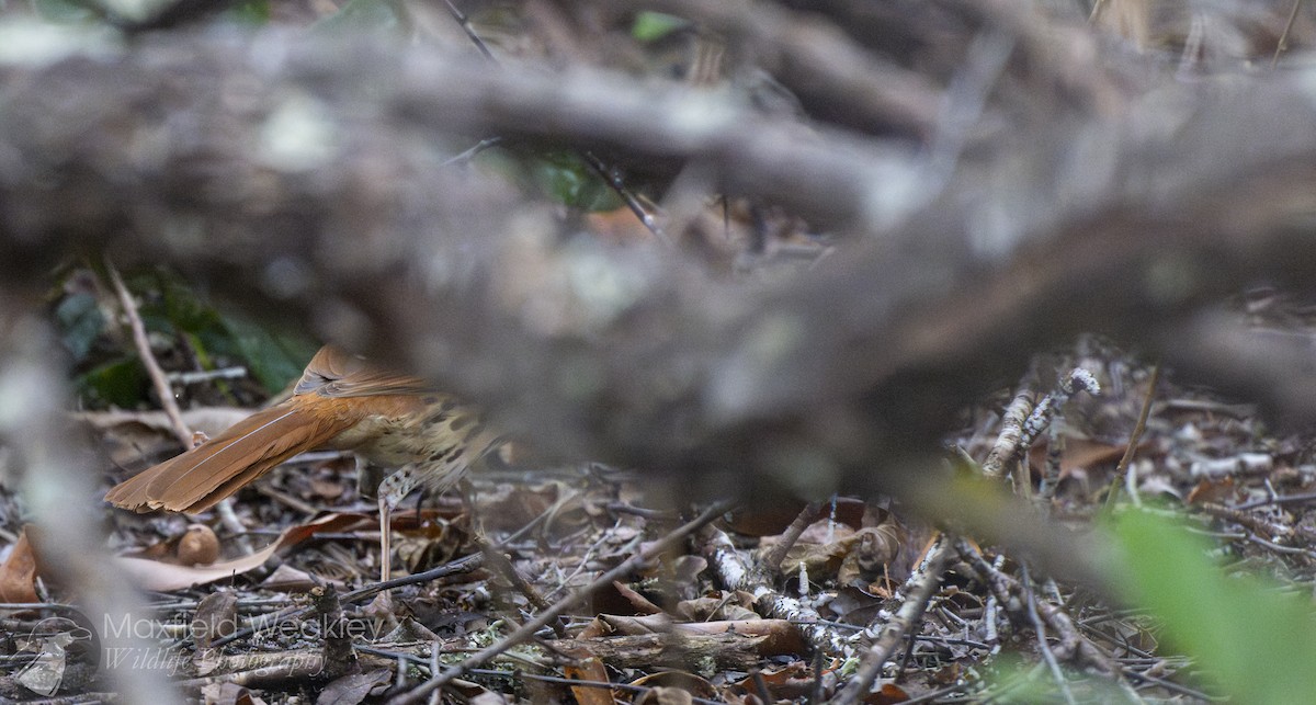 Brown Thrasher - ML629148248