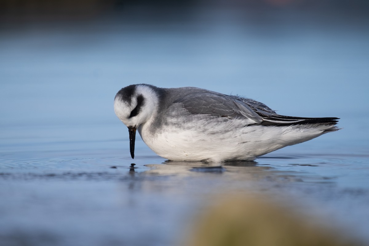 Red Phalarope - ML629148472