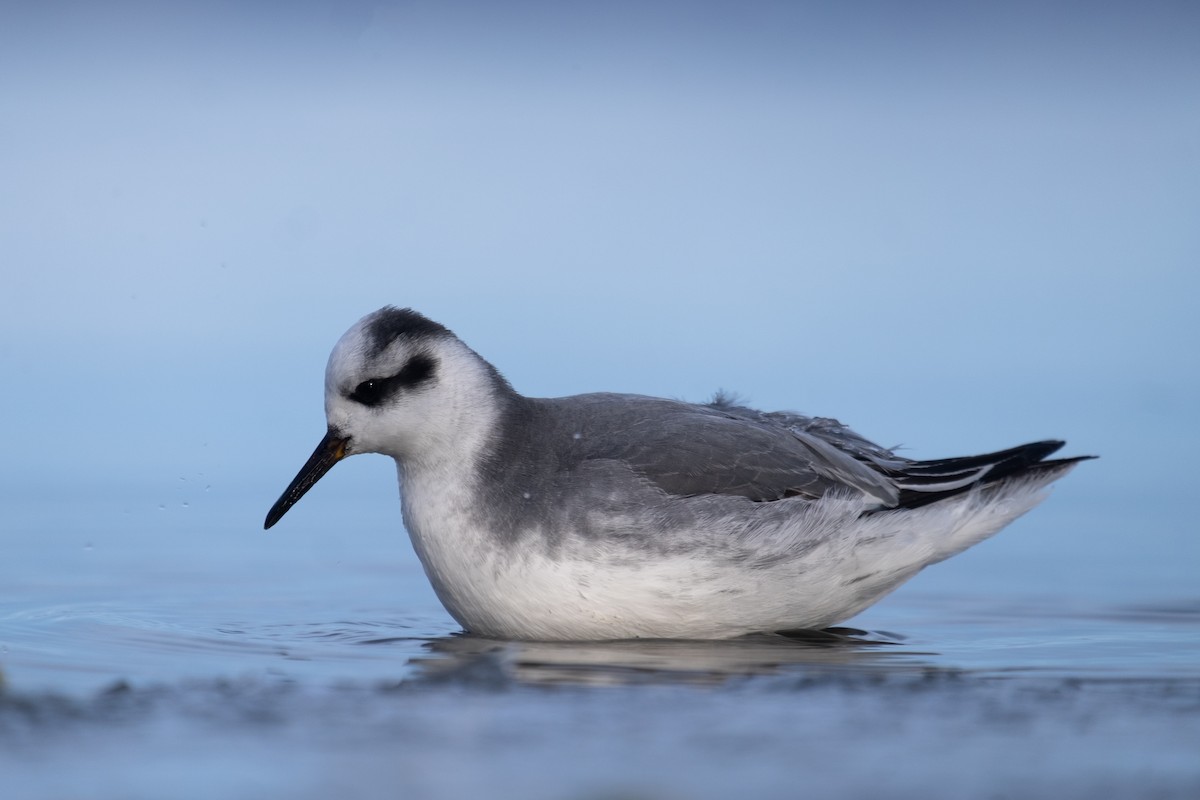 Red Phalarope - ML629148473