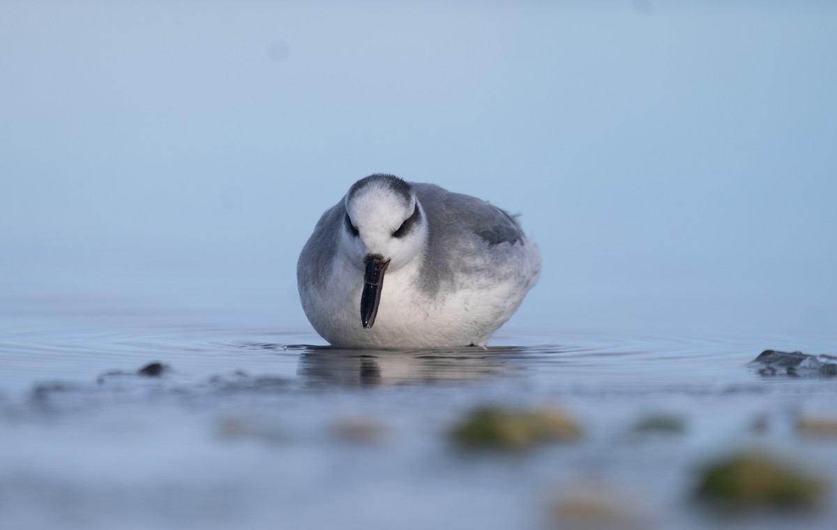 Red Phalarope - ML629148474