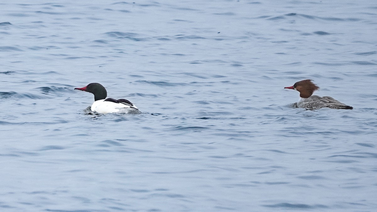 Common Merganser - ML629148737