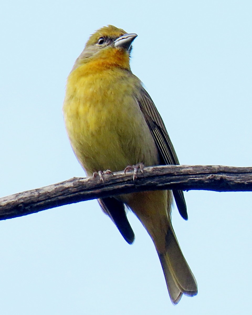 Hepatic Tanager - ML629148828