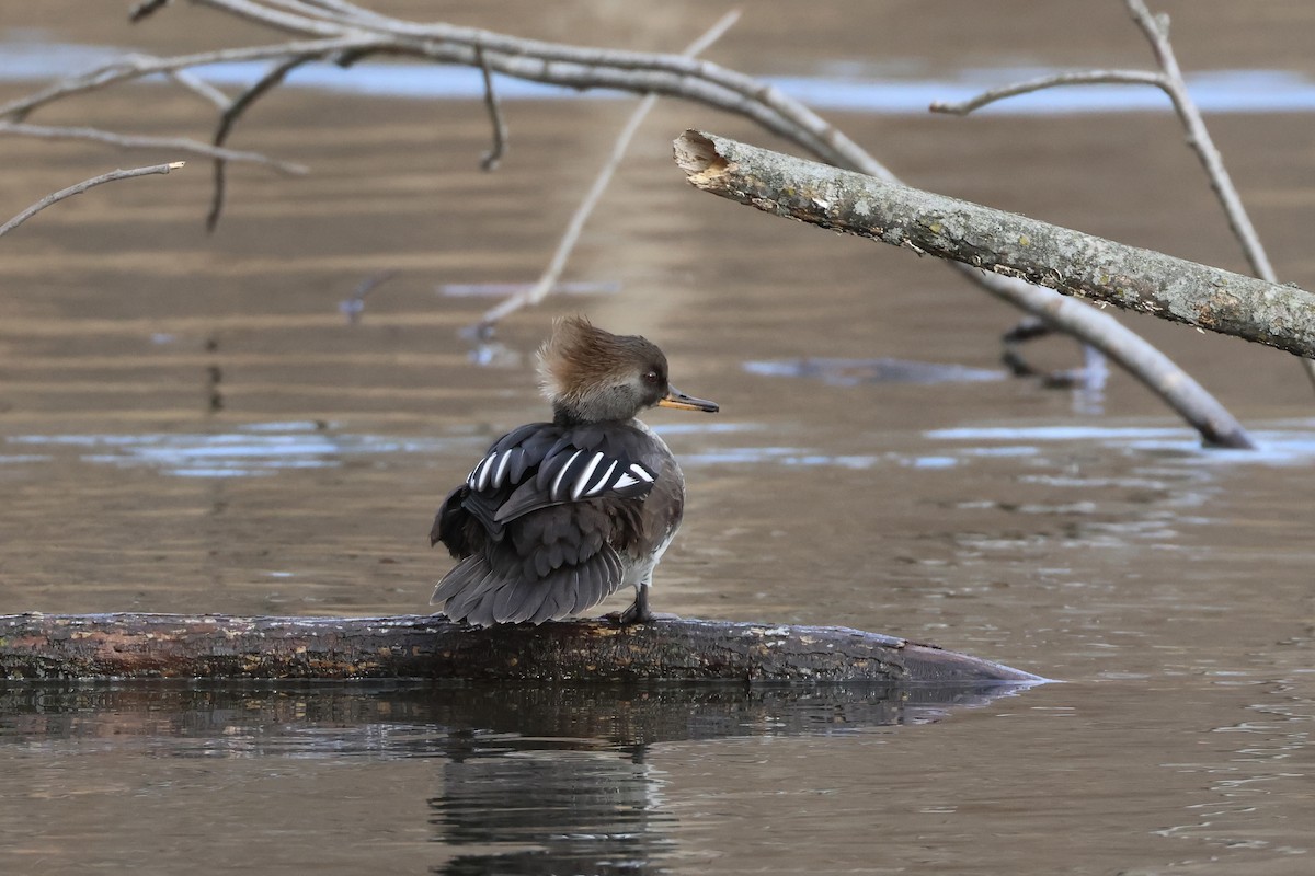 Hooded Merganser - ML629148842