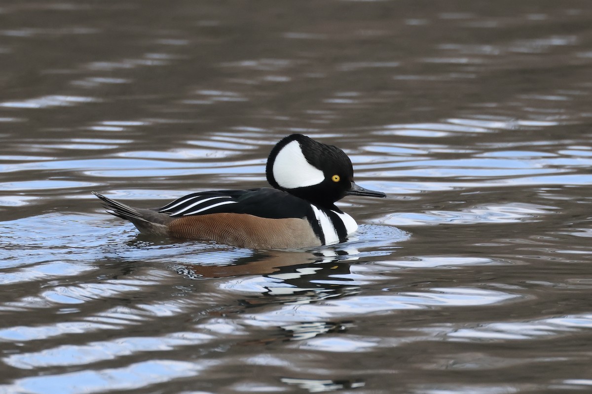 Hooded Merganser - ML629148846