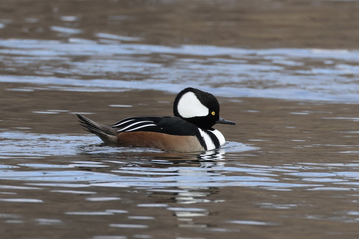 Hooded Merganser - ML629148853