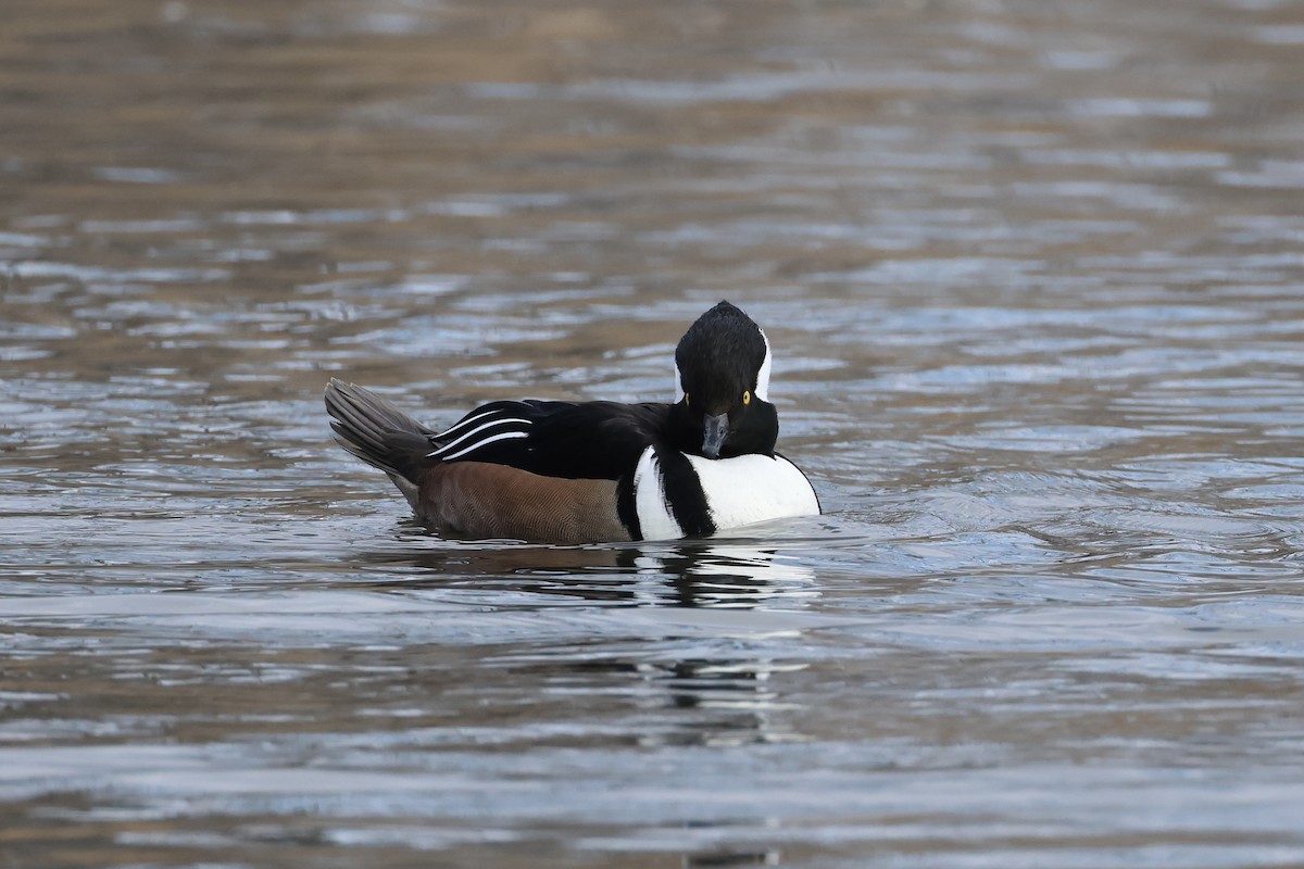 Hooded Merganser - ML629148856