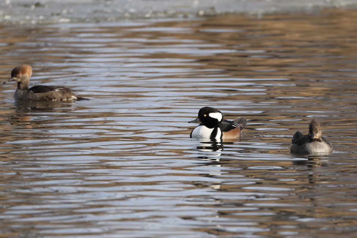 Hooded Merganser - ML629148858