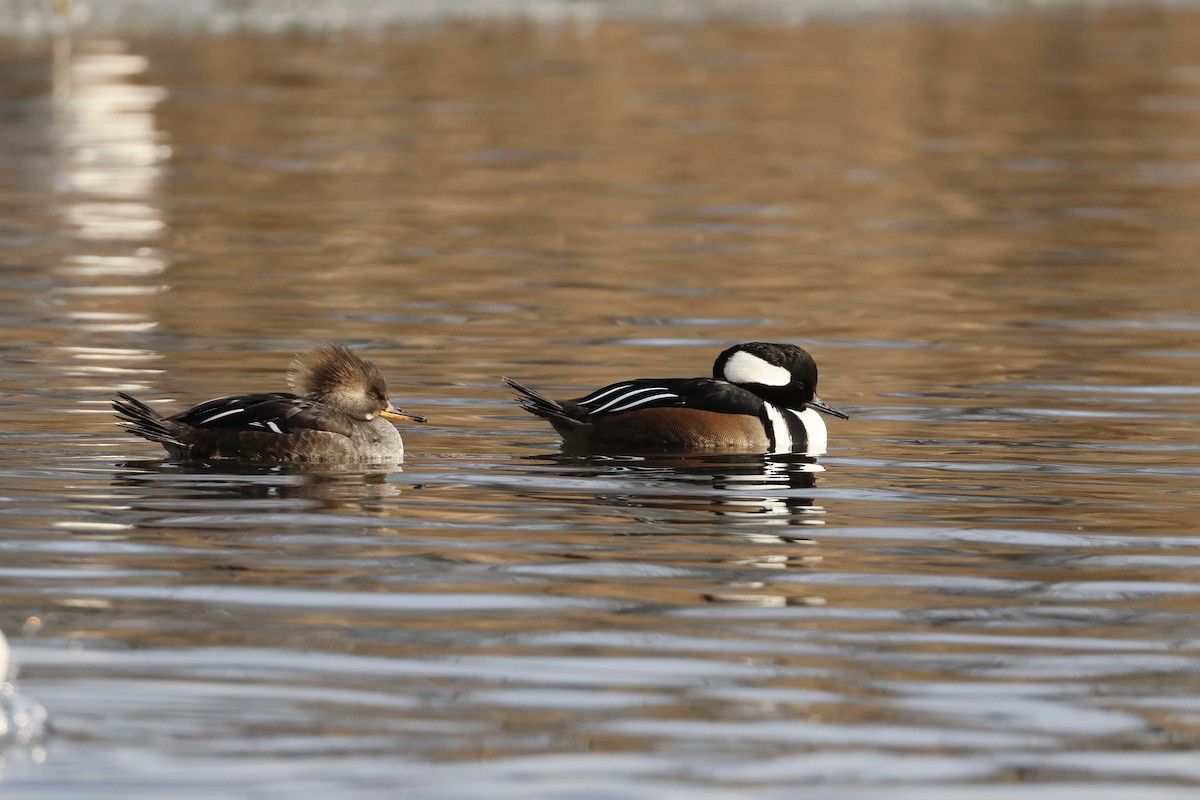 Hooded Merganser - ML629148860