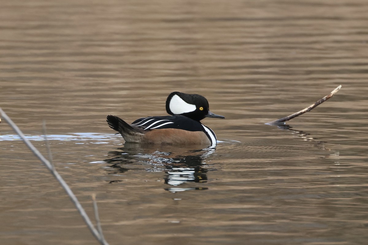 Hooded Merganser - ML629148861