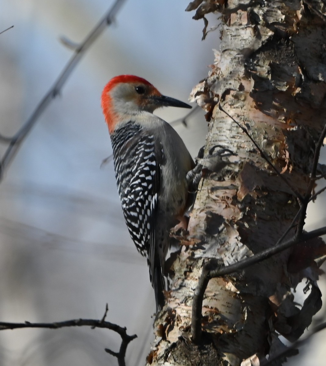 Red-bellied Woodpecker - ML629149422