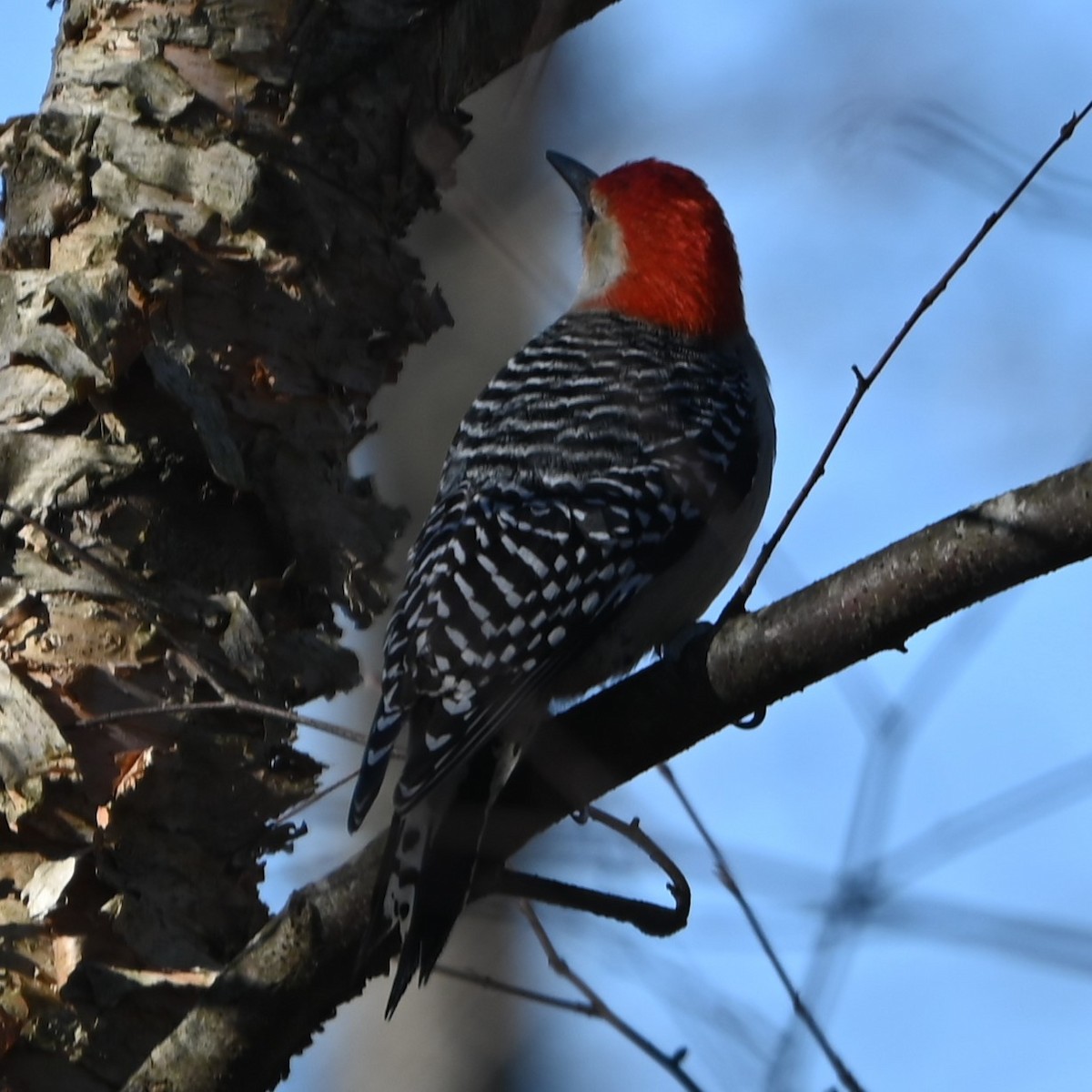 Red-bellied Woodpecker - ML629149427
