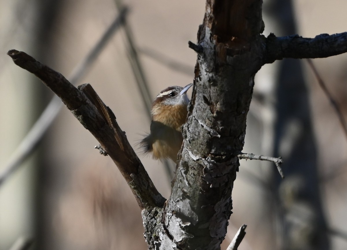 Carolina Wren - ML629149444