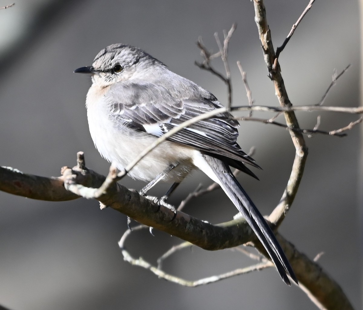 Northern Mockingbird - ML629149454