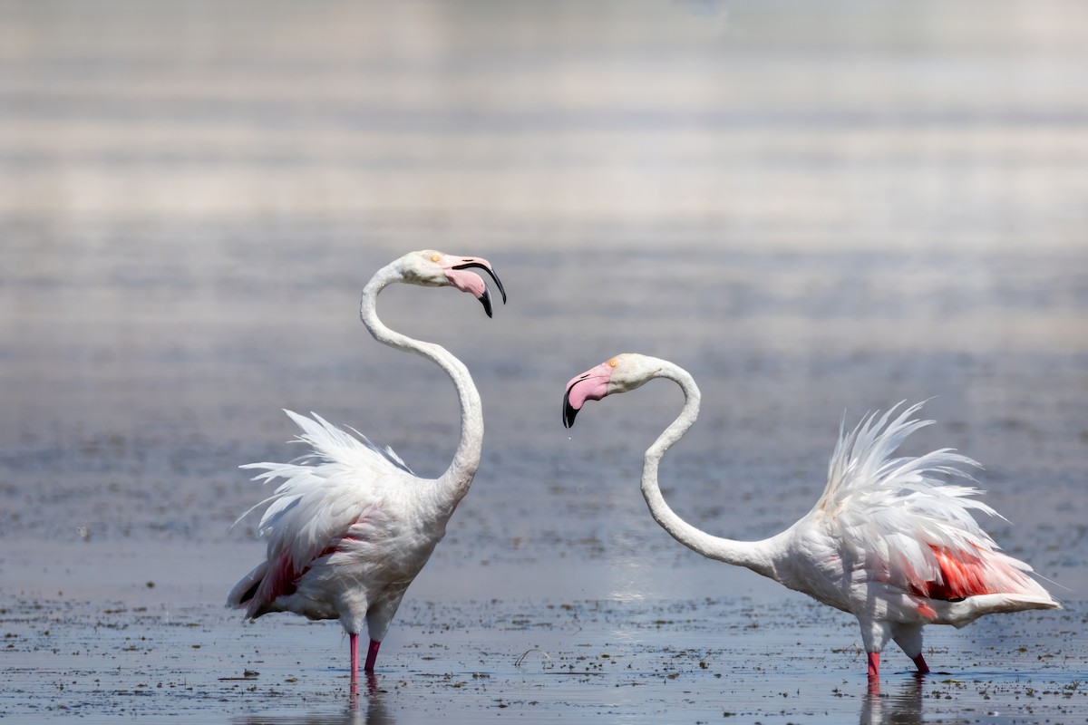 plameňák růžový - ML629149462