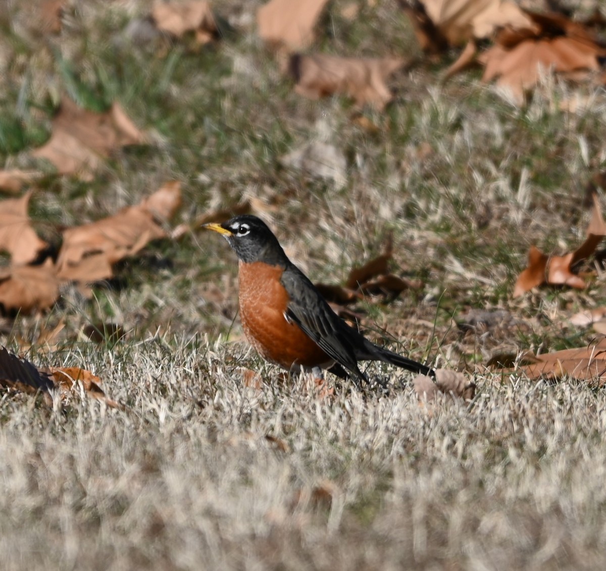American Robin - ML629149480