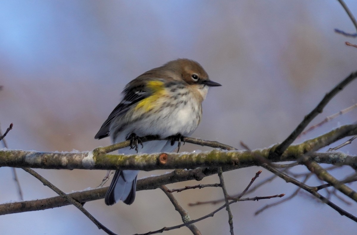 Yellow-rumped Warbler - ML629149486