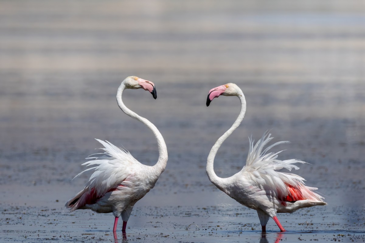 plameňák růžový - ML629149487