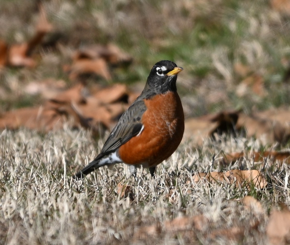 American Robin - ML629149500