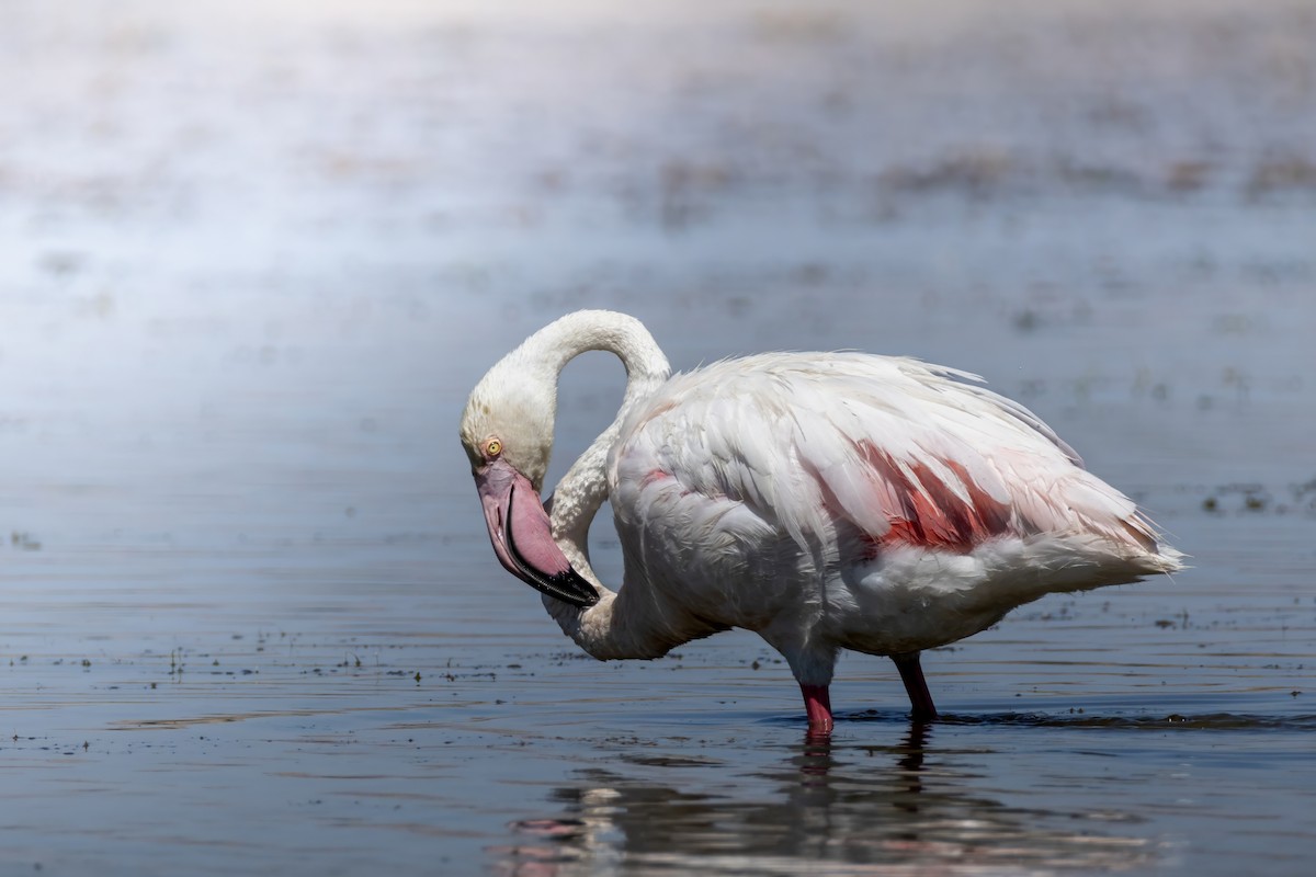 plameňák růžový - ML629149507