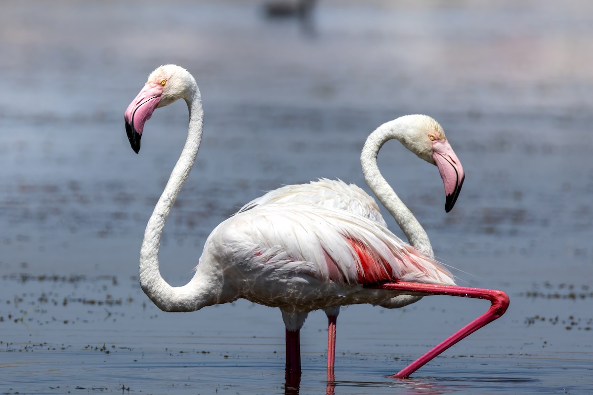 plameňák růžový - ML629149508