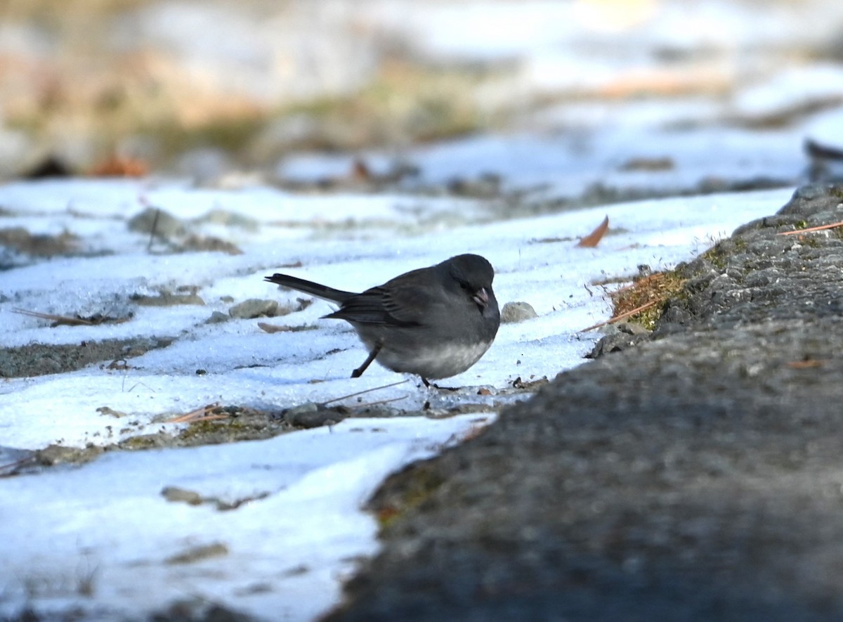 Dark-eyed Junco - ML629149537