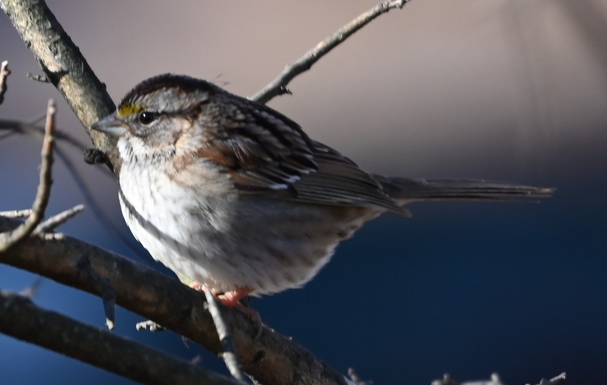 White-throated Sparrow - ML629149554