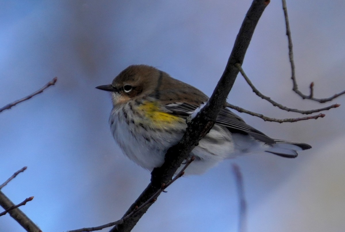 Yellow-rumped Warbler - ML629149556