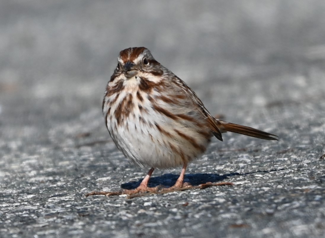 Song Sparrow - ML629149565