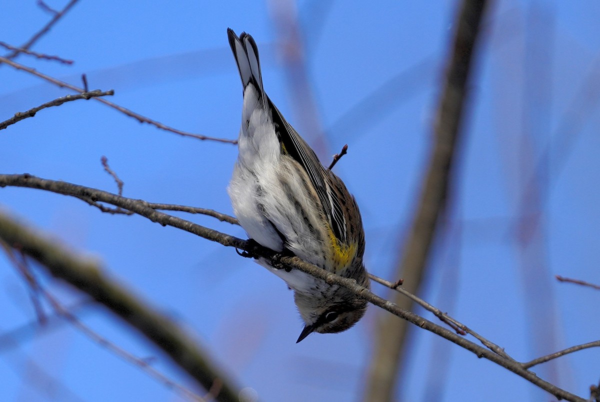 Yellow-rumped Warbler - ML629149583
